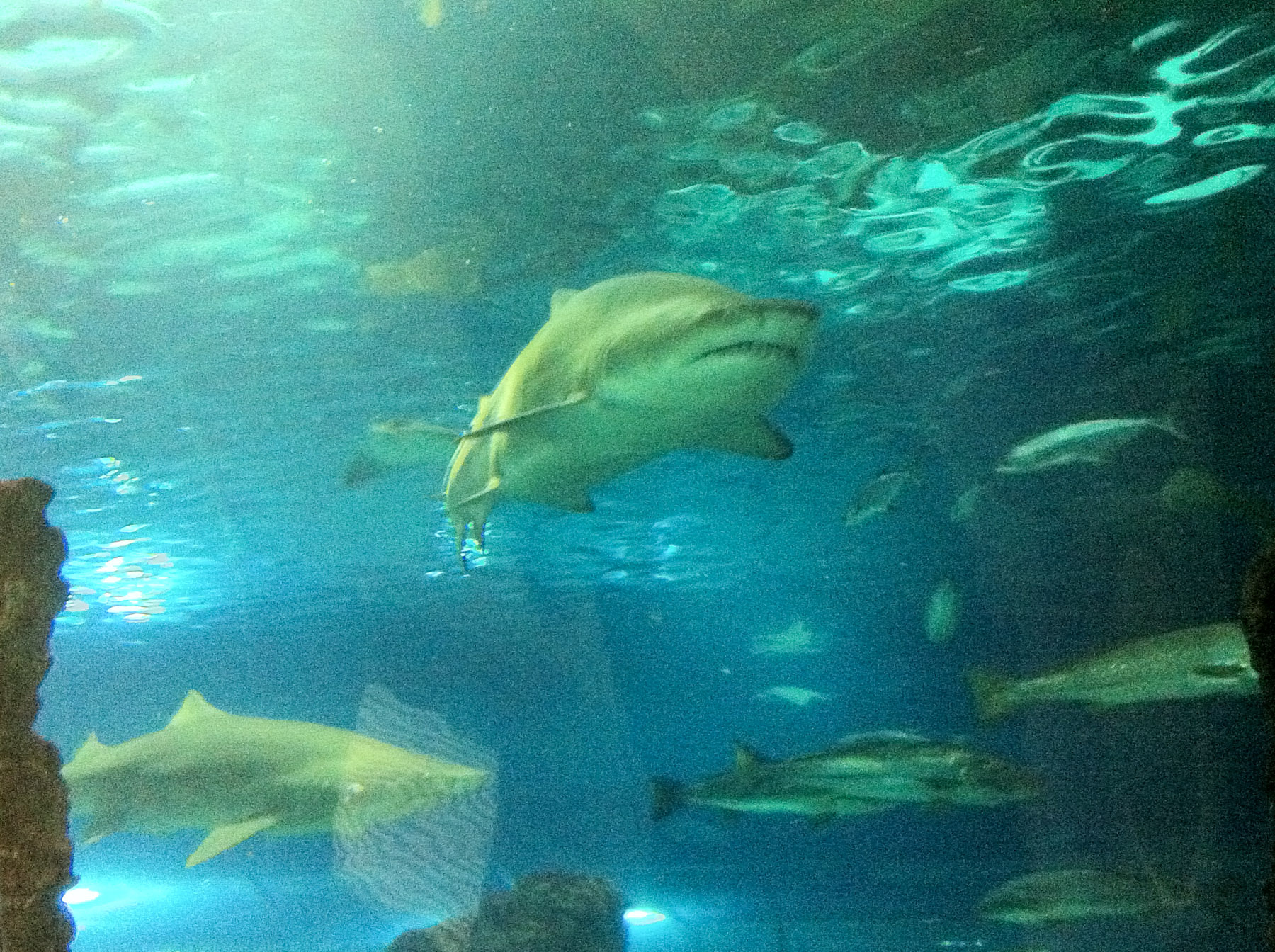 Aquarium de Barcelona