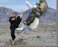 fark_chuck_norris_dog[4]